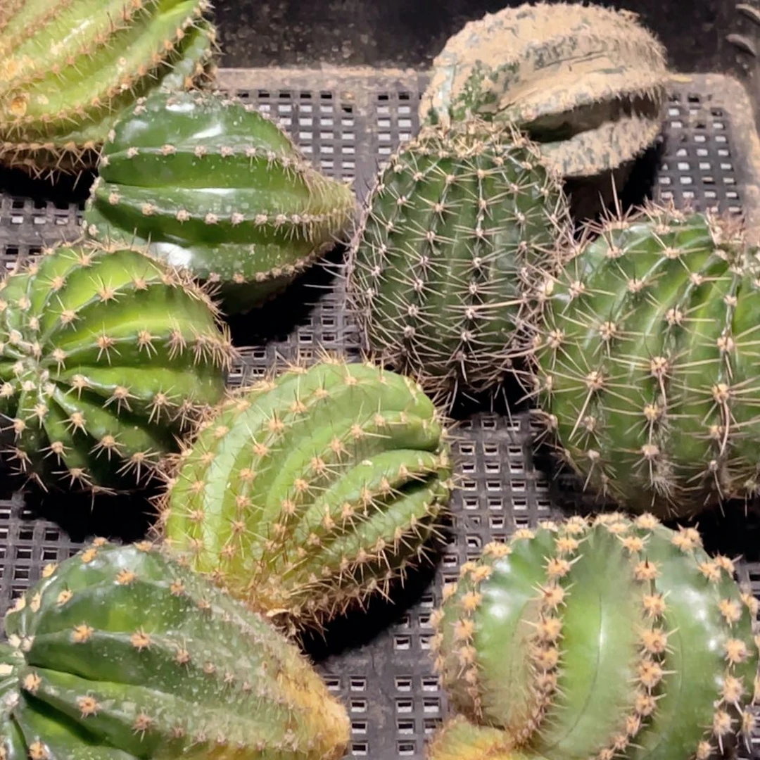 彩草 8个品 无根 侧芽 4号