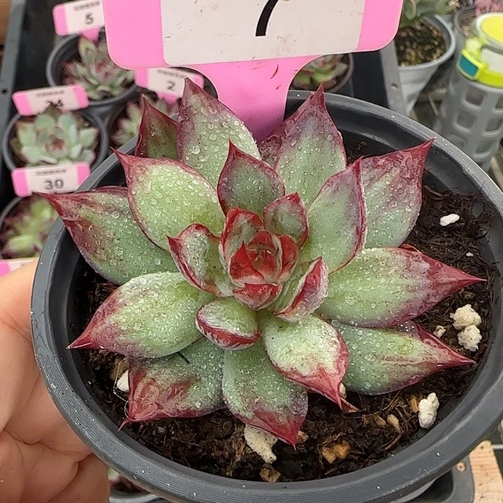 7 惊鸿仙子多肉植物