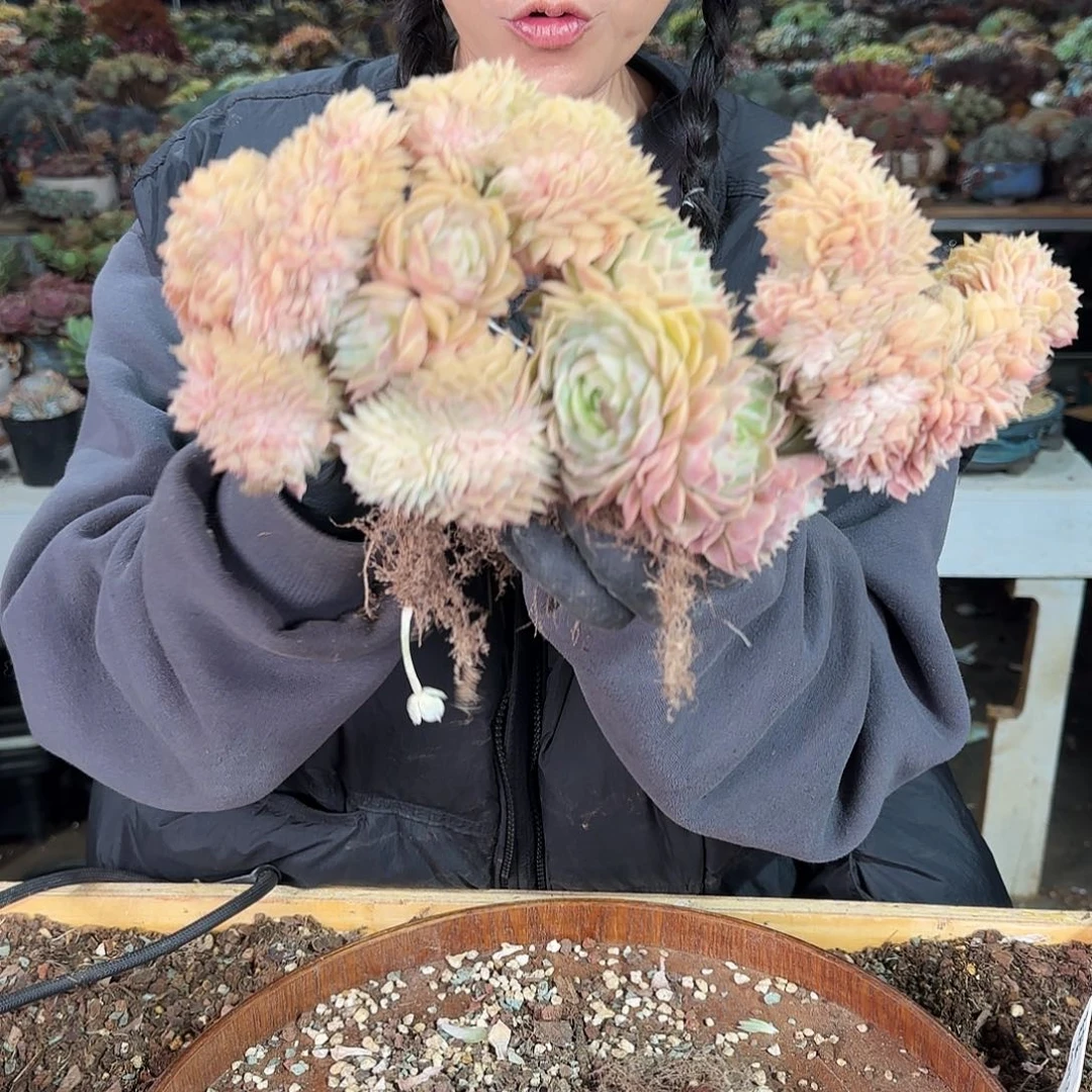 梅****h梅兰竹菊，昂缀240        肉