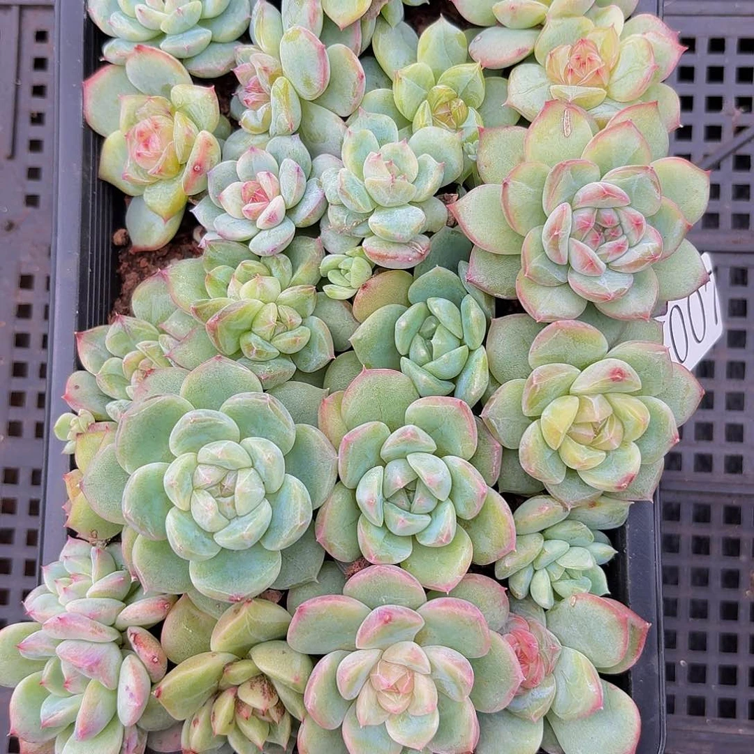 多肉植物多肉植物1007