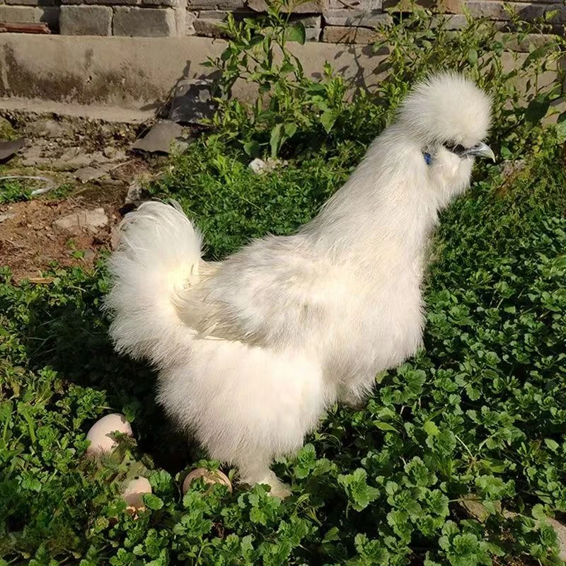 白凤乌鸡 礼盒 7只装 单只1斤左右