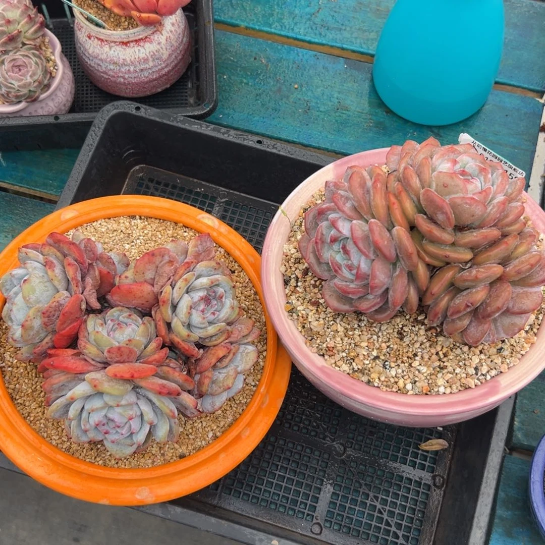 多肉一物一拍编号0126-159