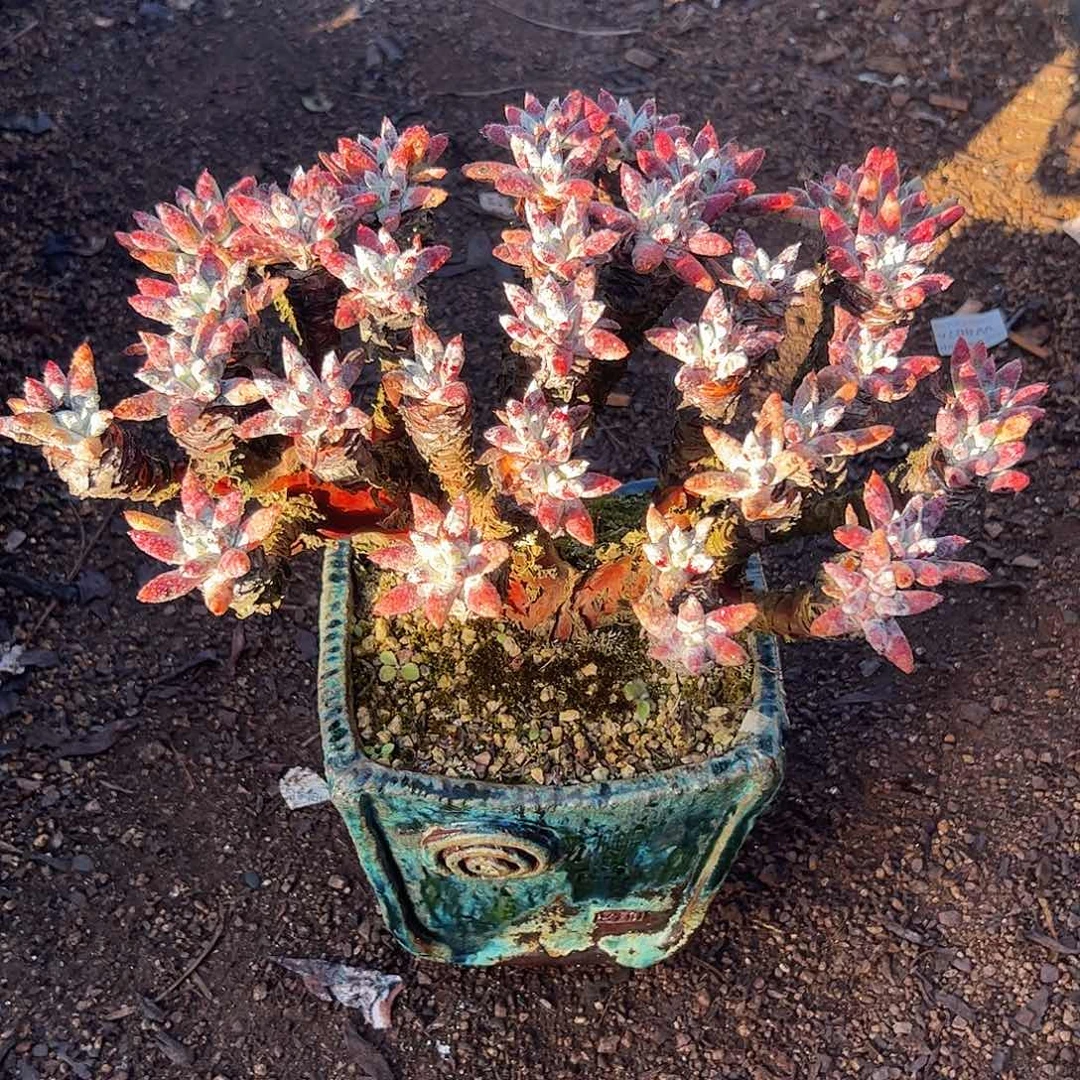 4224文森特仙女多肉