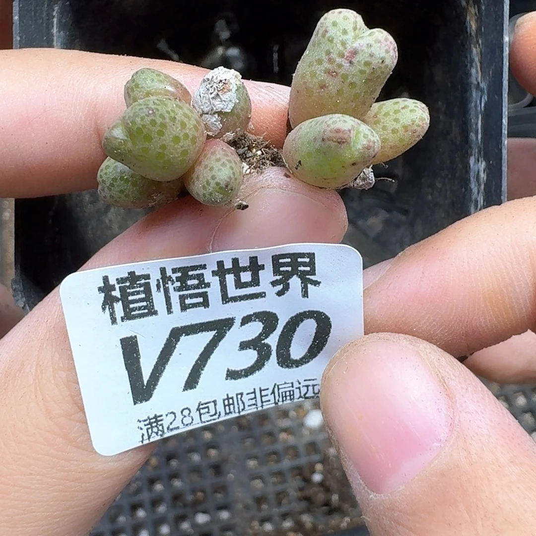 多肉植物的人生rgb