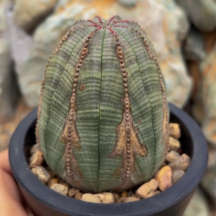 m实生欧系布纹球子弹头锈斑