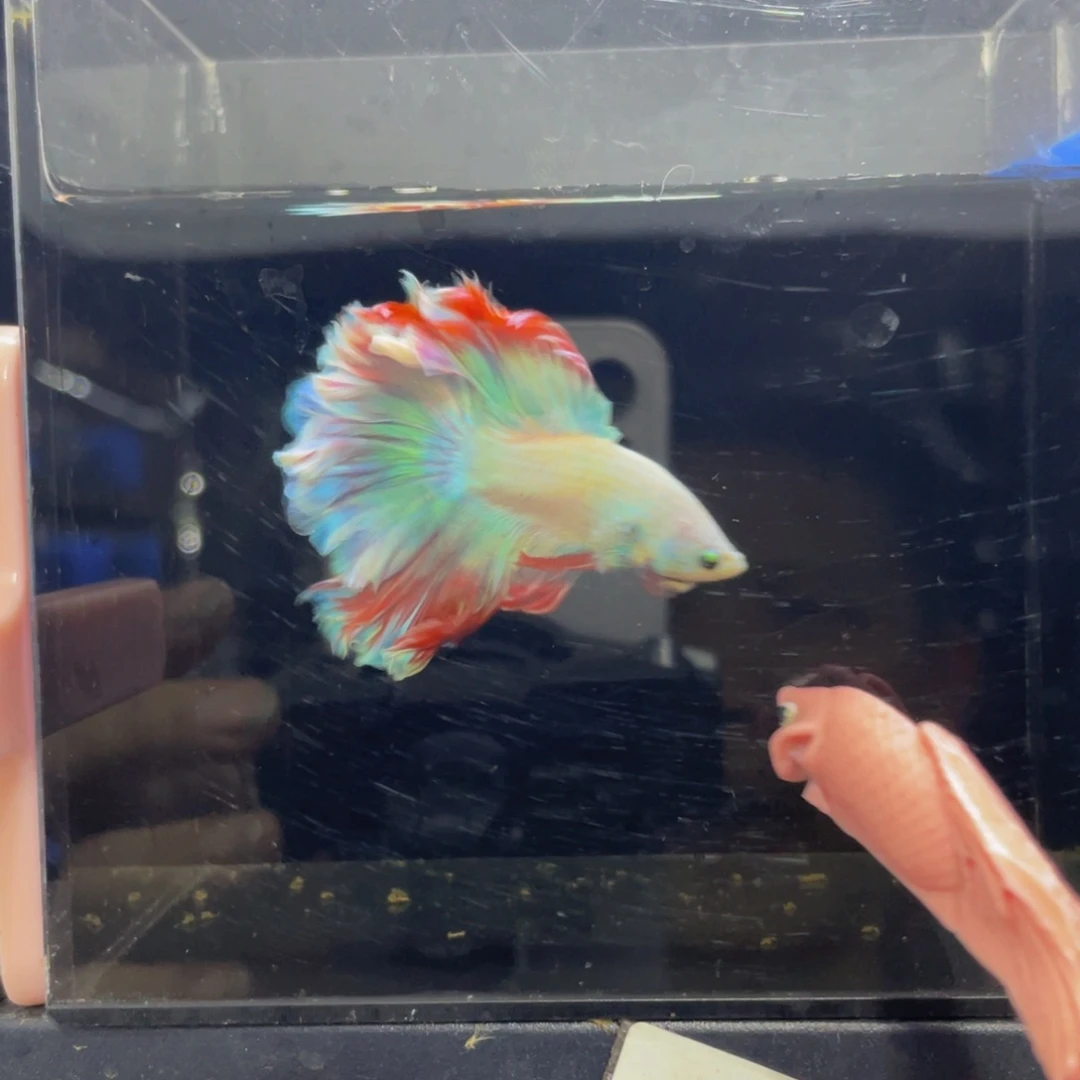 蓝口孵鱼Hahahahah 532