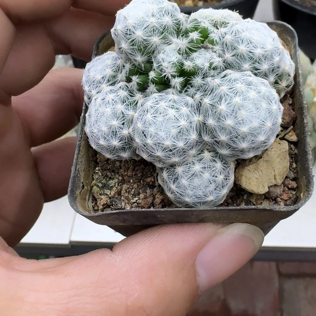 狙***。福袋姬春星仙人球