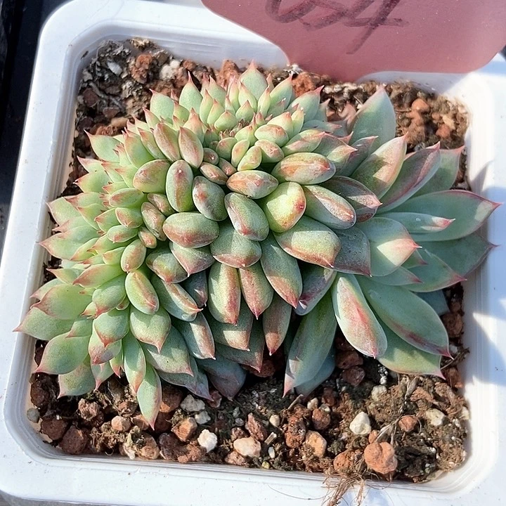 多肉植物拉糖缀654
