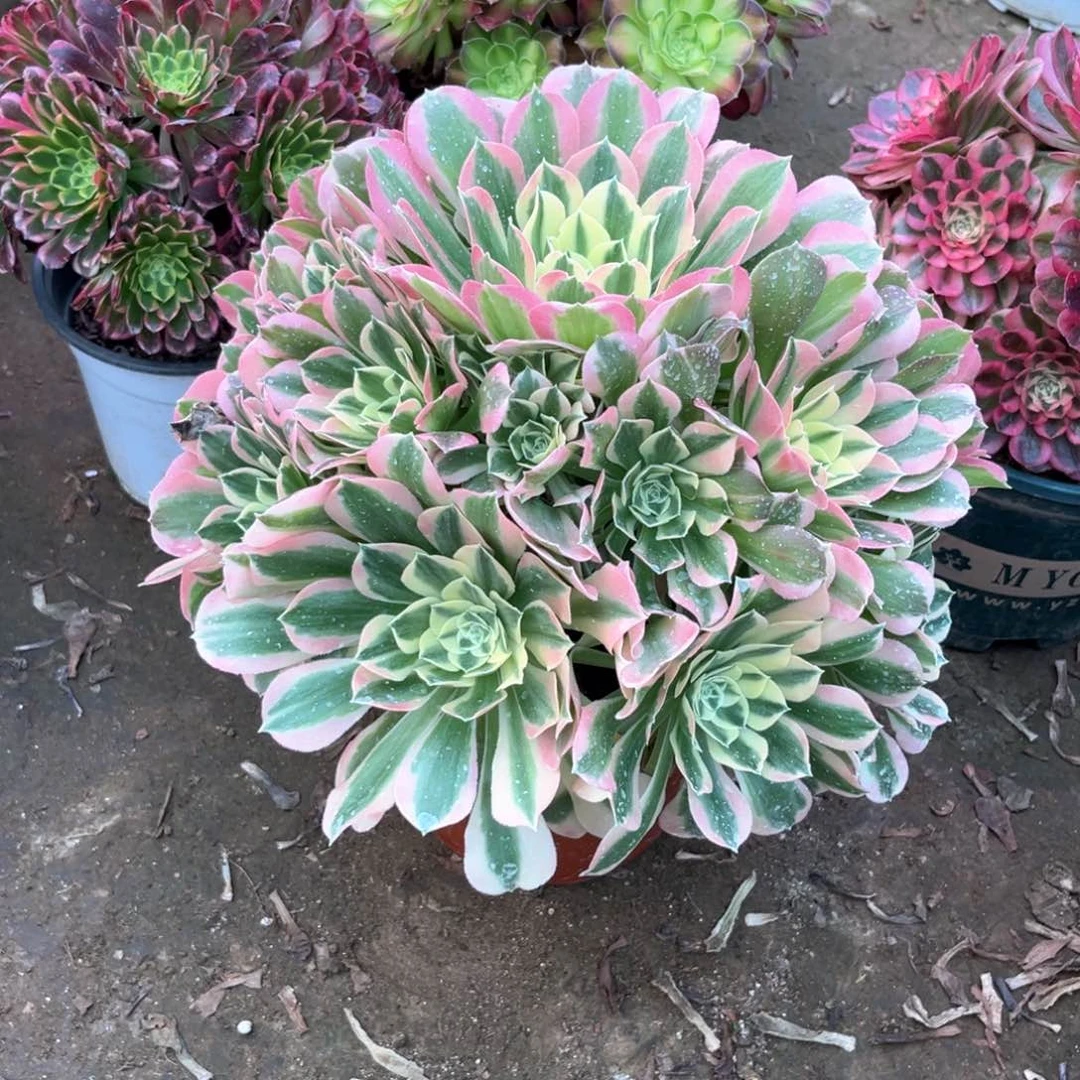 多肉植物白凤074