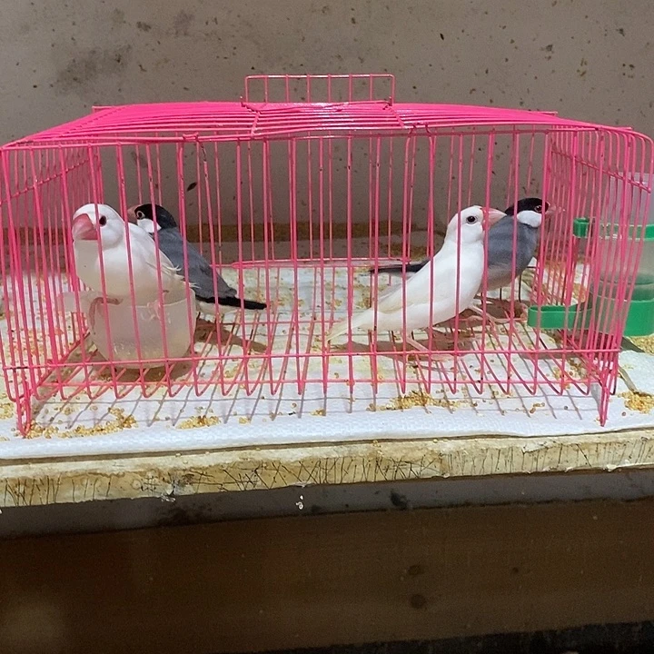 文鸟?**?灰文白文各一对，包活到家