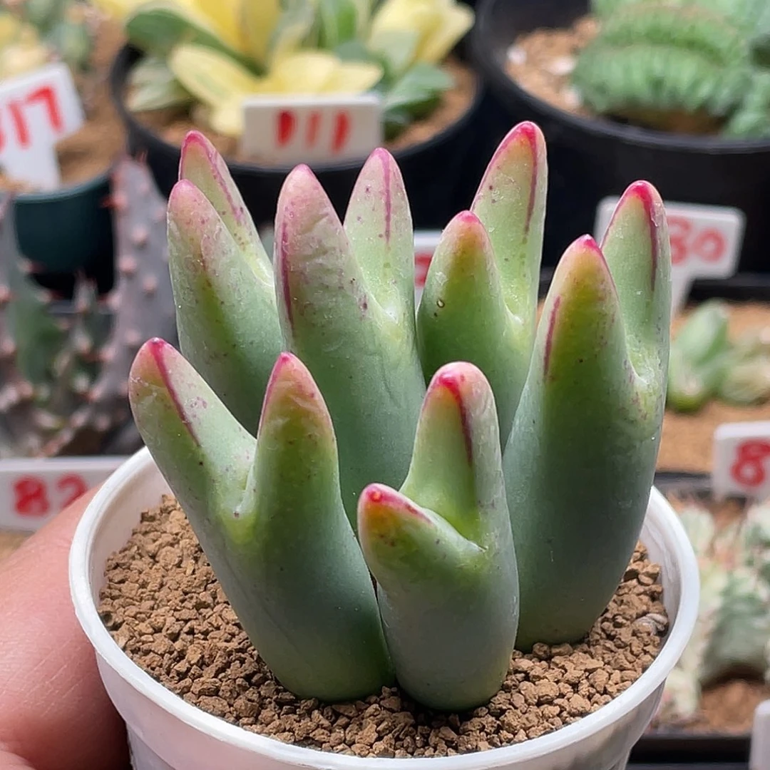 6头皮卡丘少将 带盆土包邮