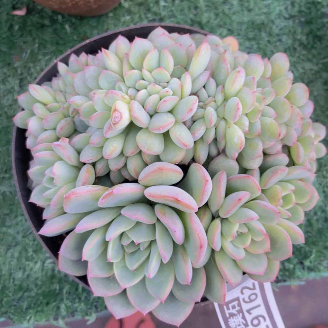 荷花缀29162多肉植物