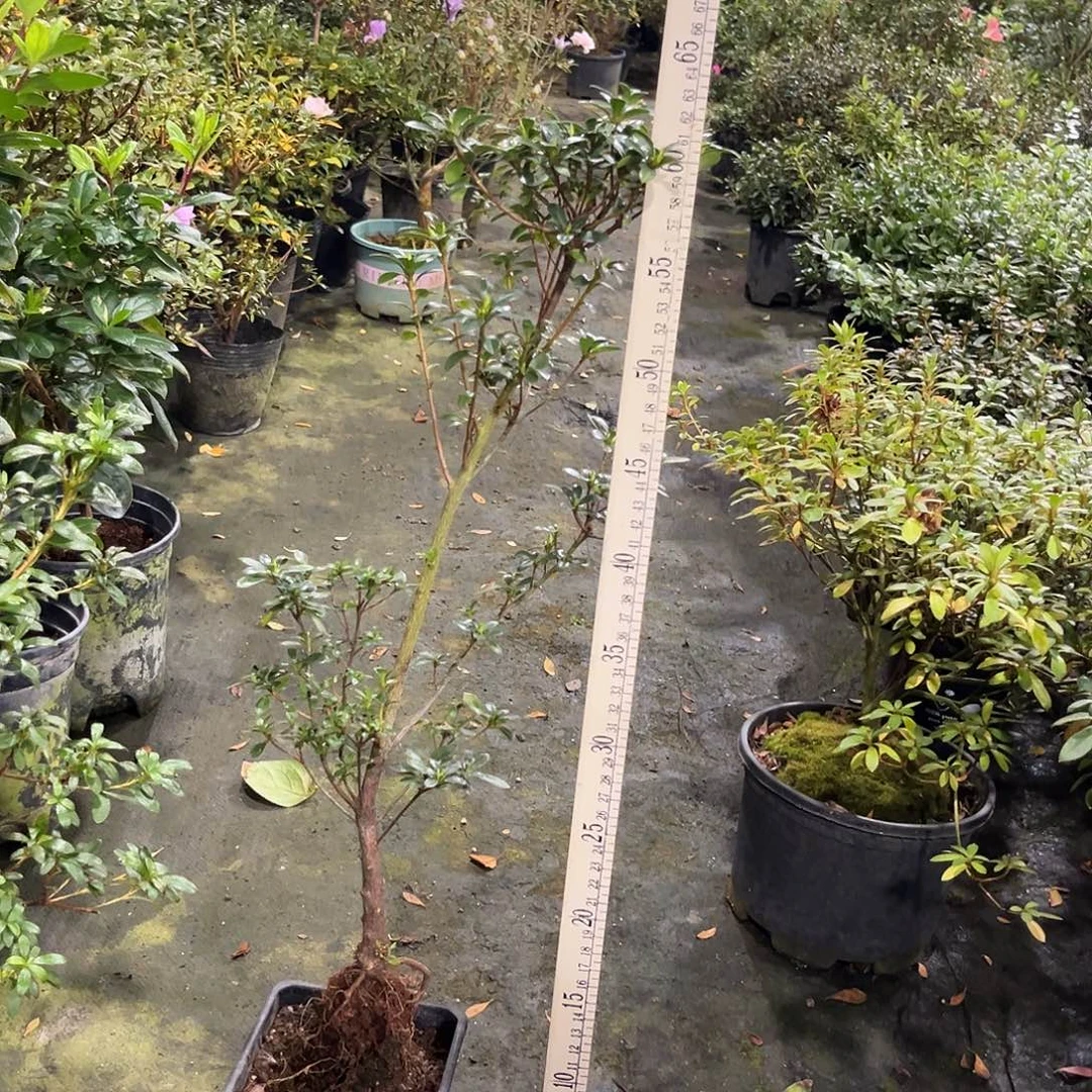 寻***风完全开放明美之月