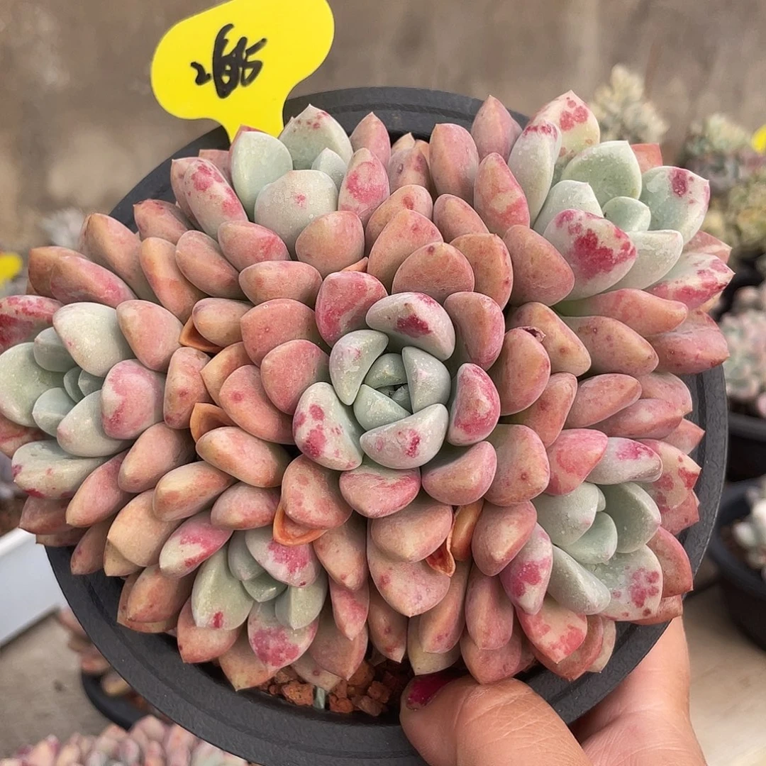 花斑鹿群生多肉植物265