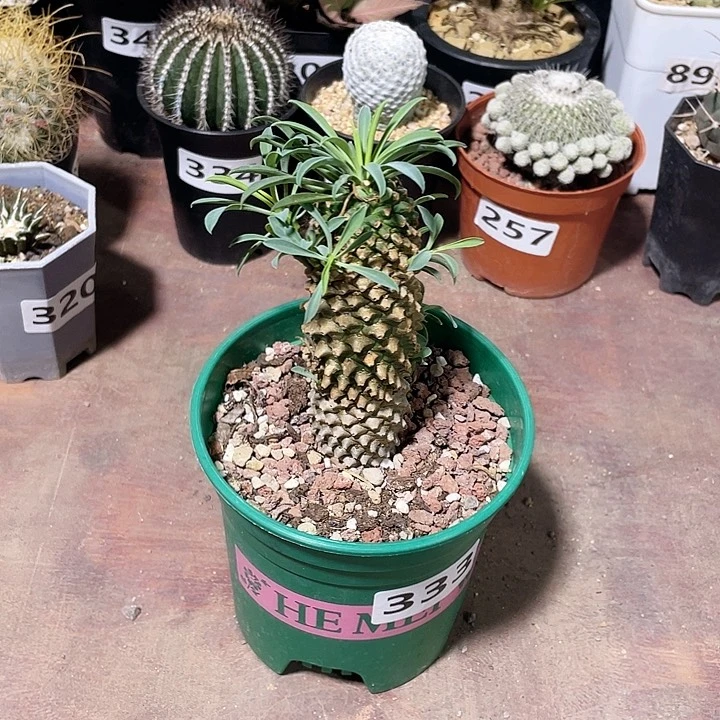 333铁甲麒麟大戟植物