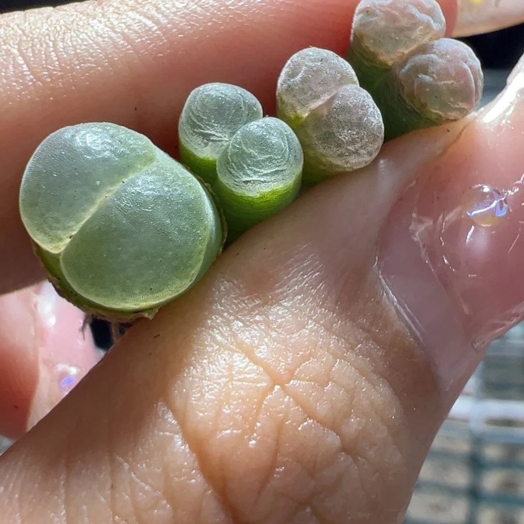 冷***知超好看风铃多肉植物