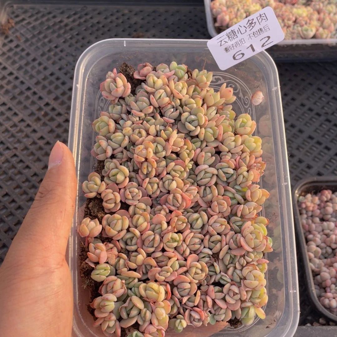 云糖心多肉植物612
