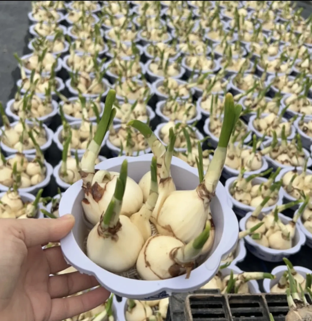 年宵花漳州水仙花基地直发水培水仙花盆栽超香