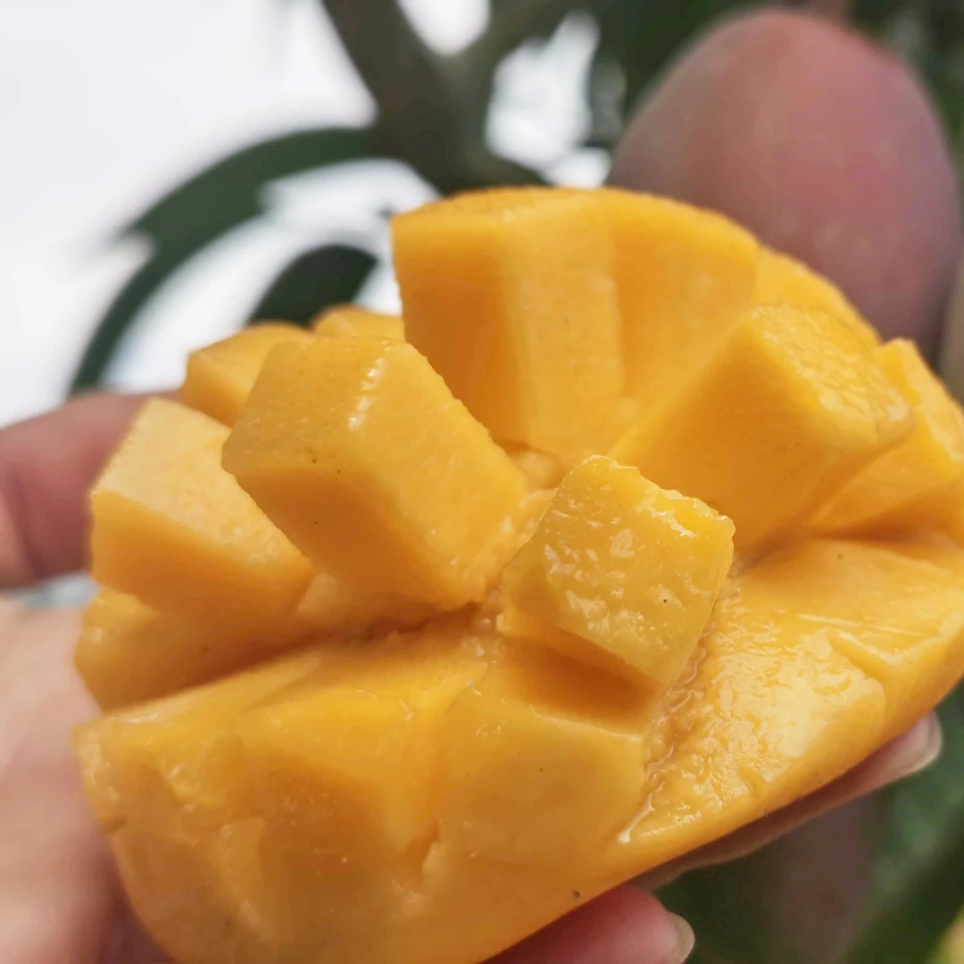 【顺丰次日达】海南贵妃芒5斤装芒果同城送新鲜芒果海南省