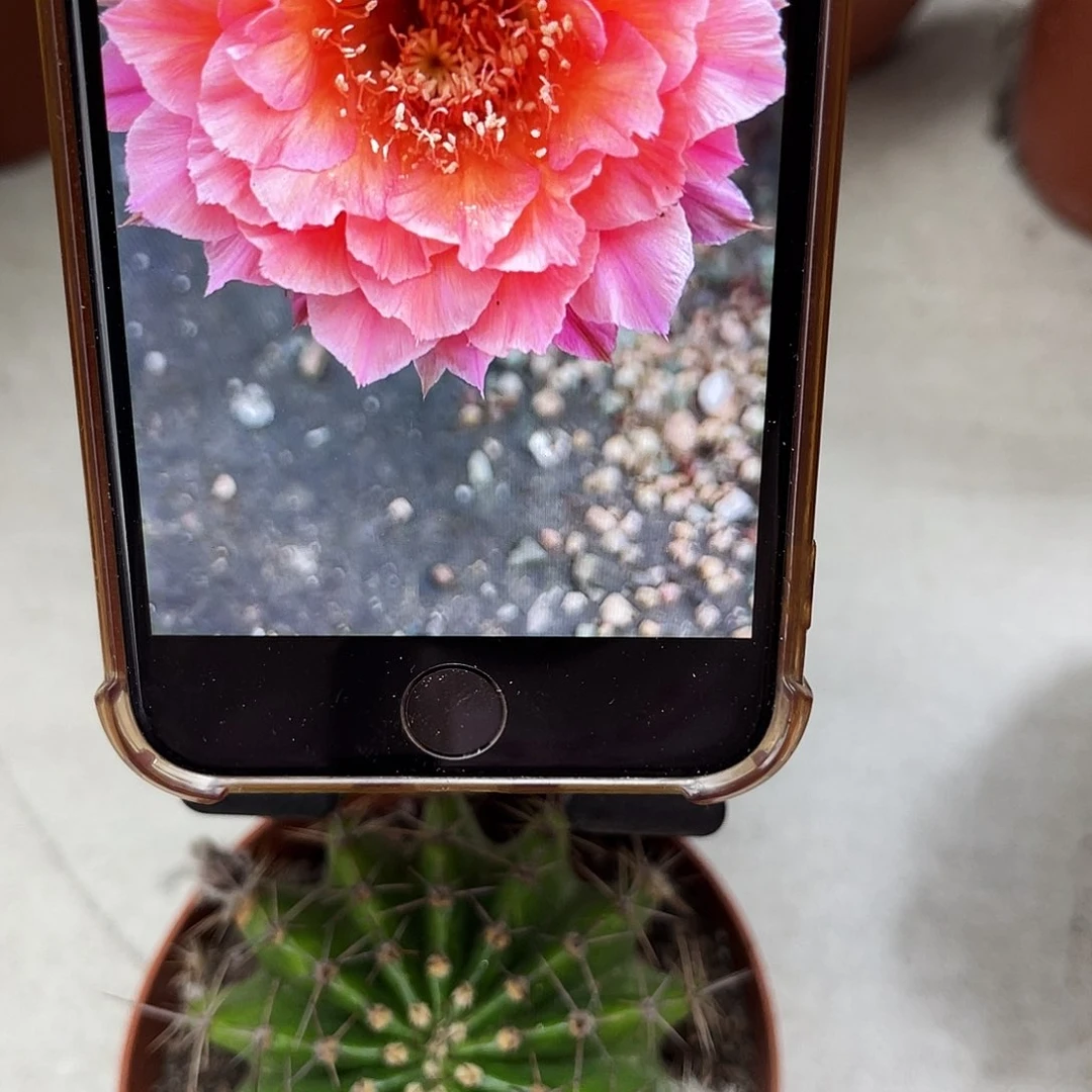 彩草58号6公分左右