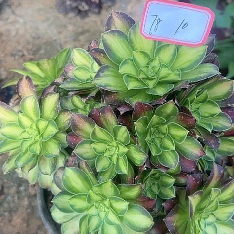 多肉植物韶华78号