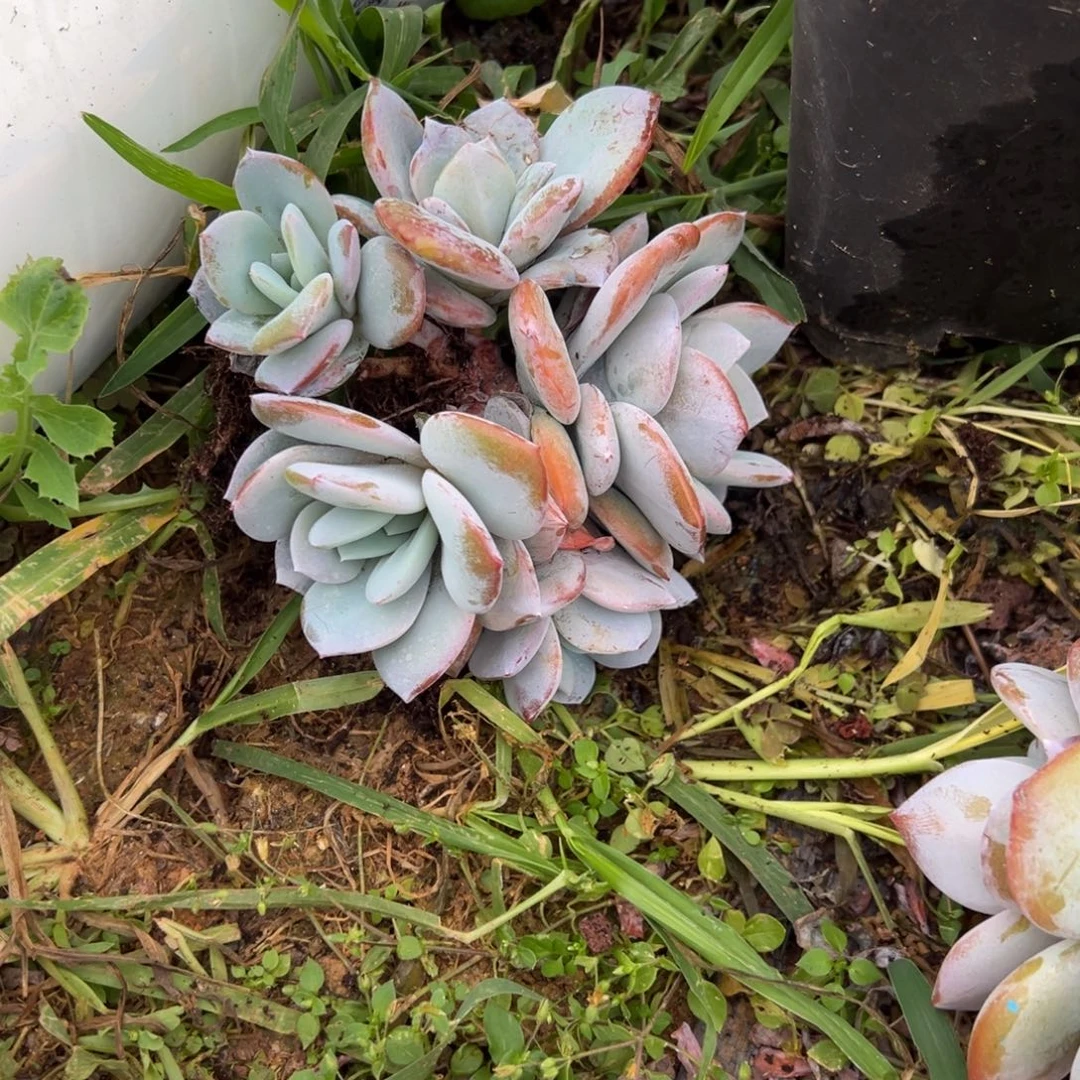 地***下韩版奶茶多肉多肉发货