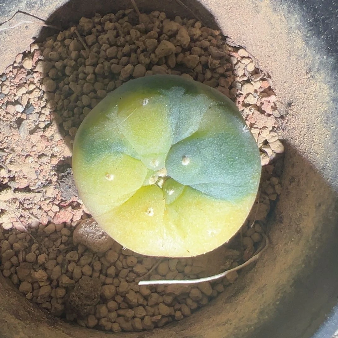 实生布考 仲永b银锦