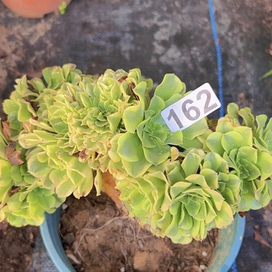 香***合多肉植物一个绿豆沙