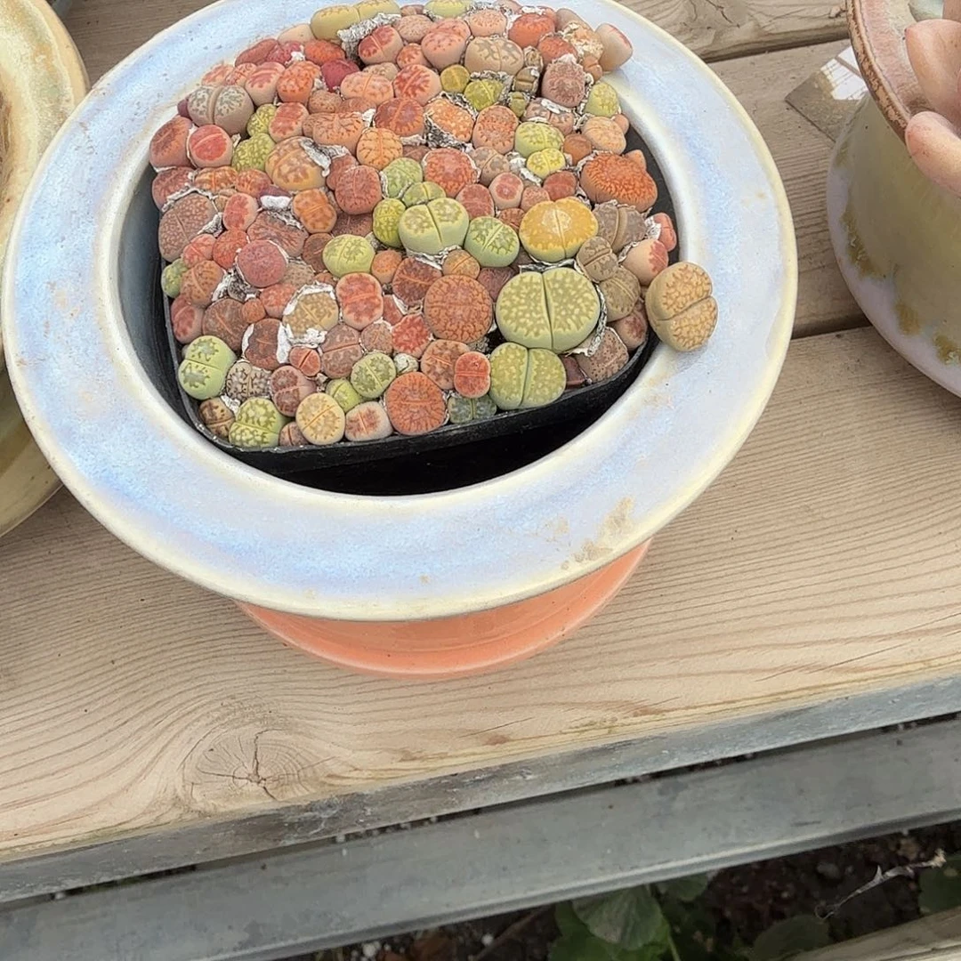 こ***e石花的花盆多肉以后