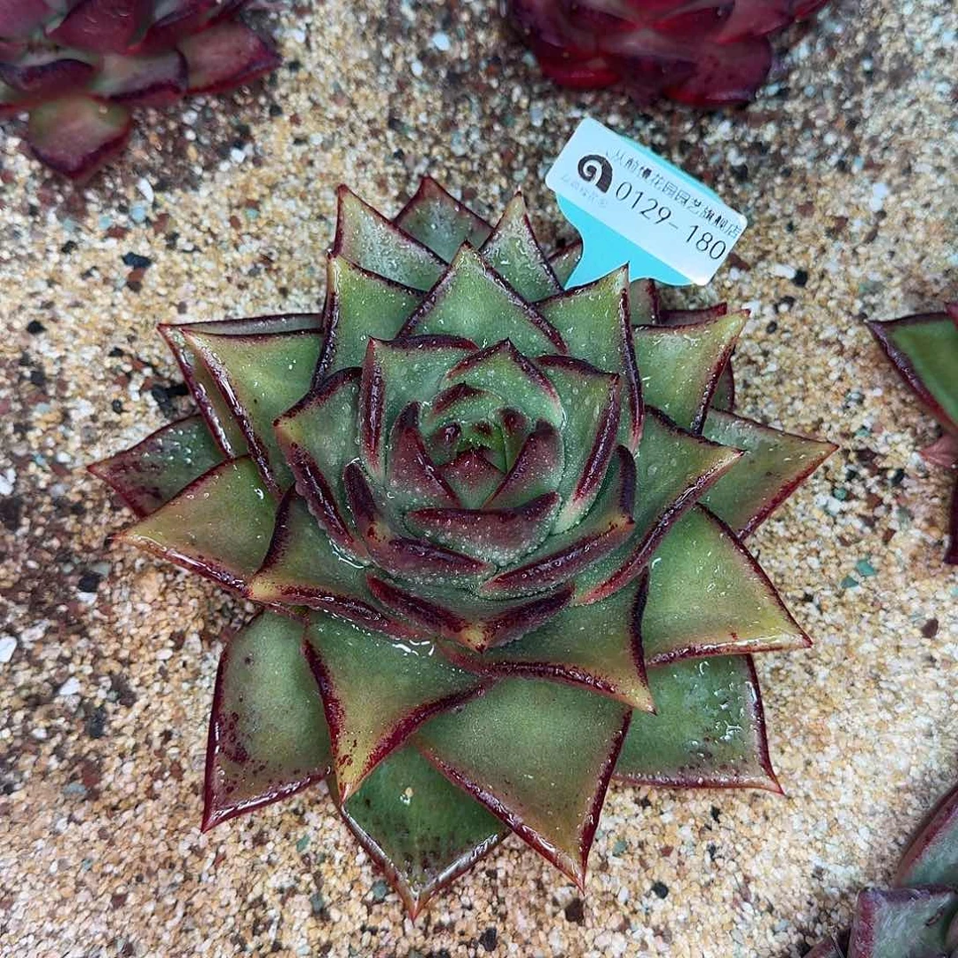 从前慢花园多肉0129-180