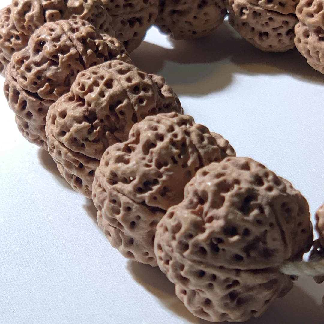 【名树七号】尼泊尔大金刚菩提五星蜂窝双龙梅花大金刚菩提