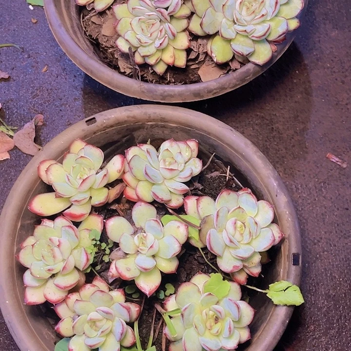 一年中都没见到这么帅2盆