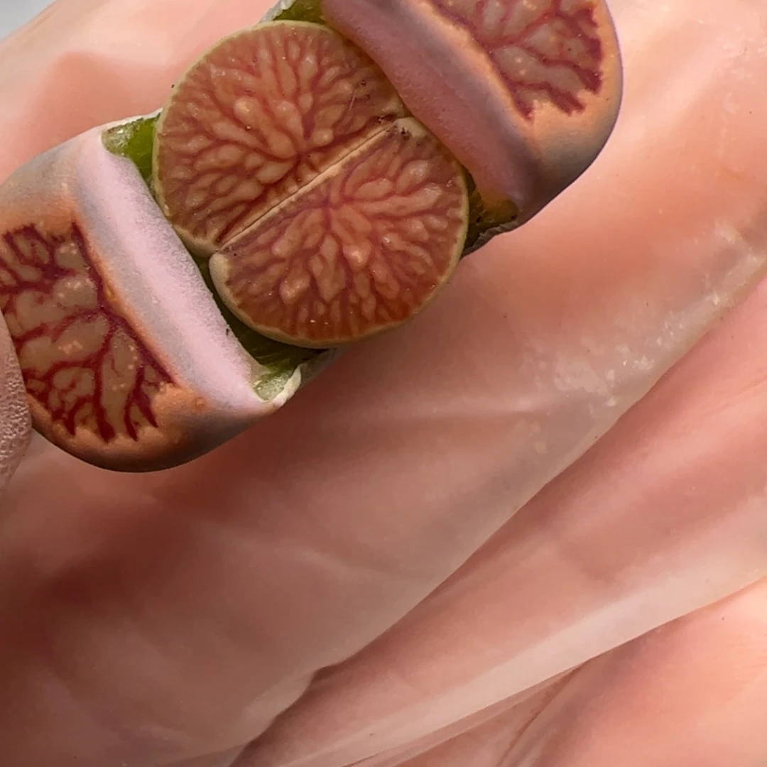 团*?077号菊多肉植物