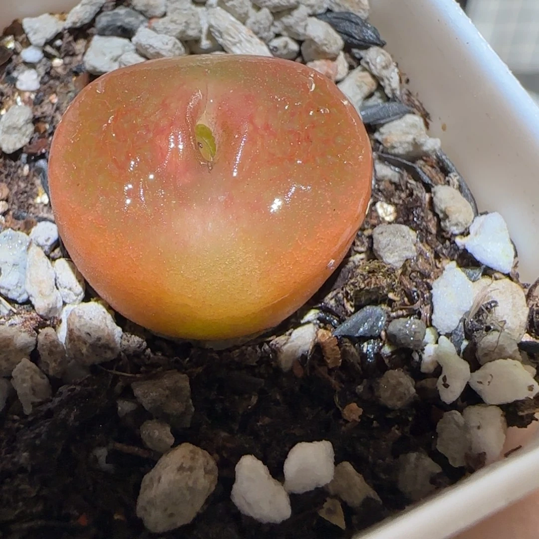 肉锥多肉植物百科4-水蜜桃233