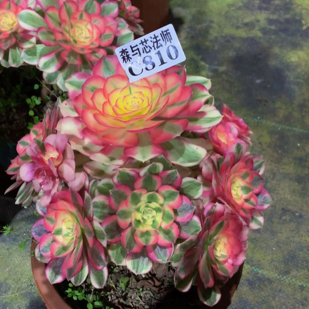 【闪购商品】810倾城