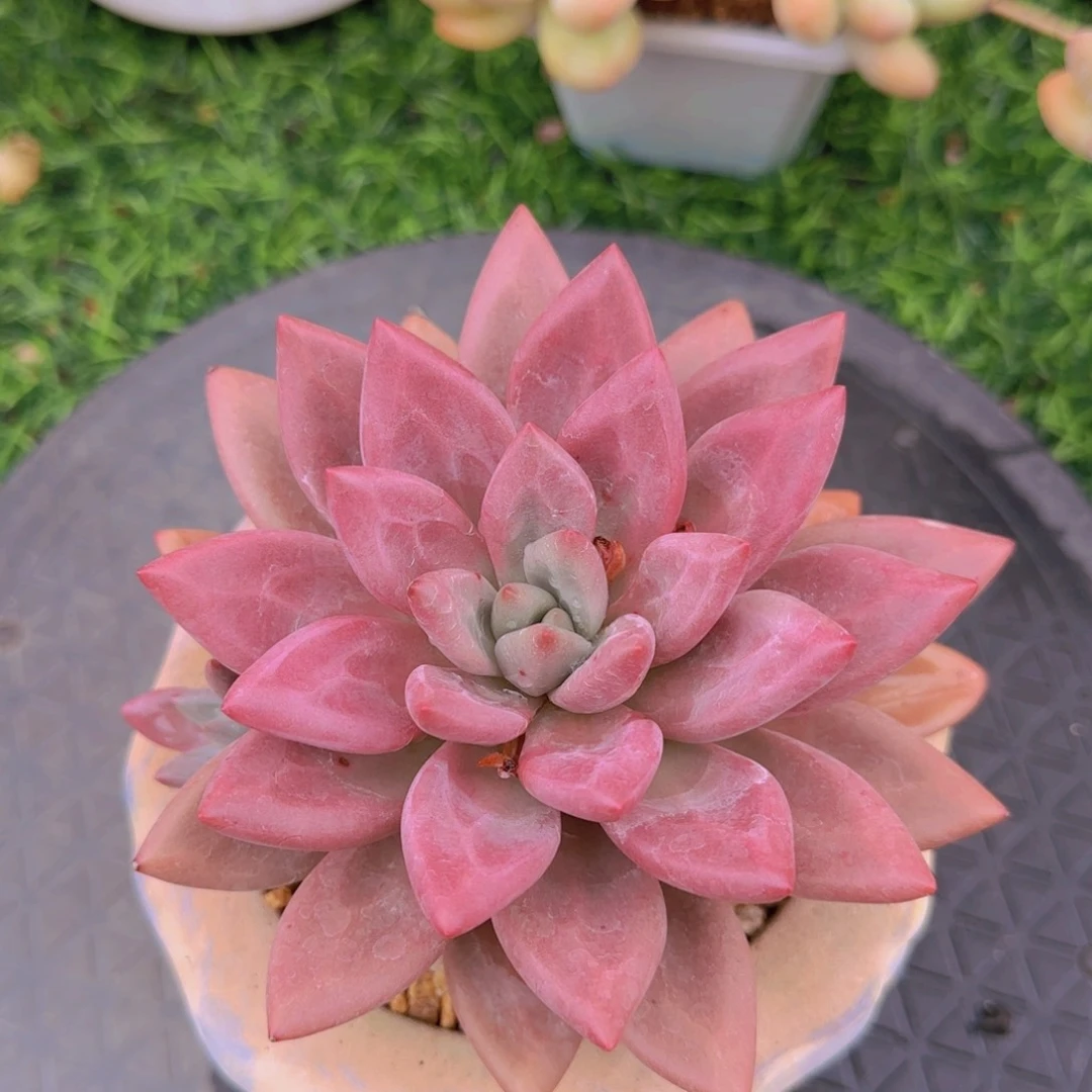 多肉植物多肉植物