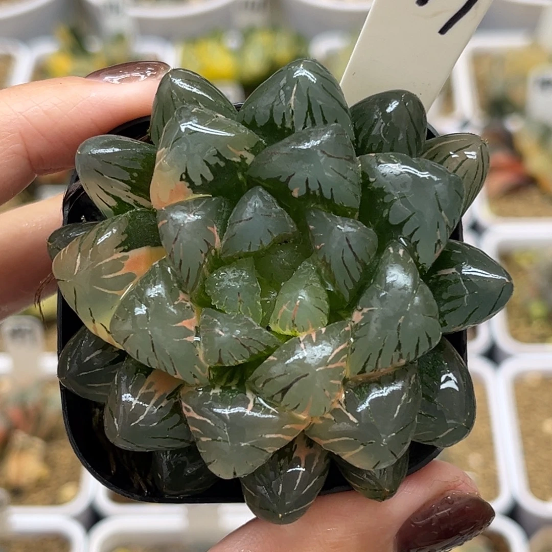 77冰灯玉露锦福利专场