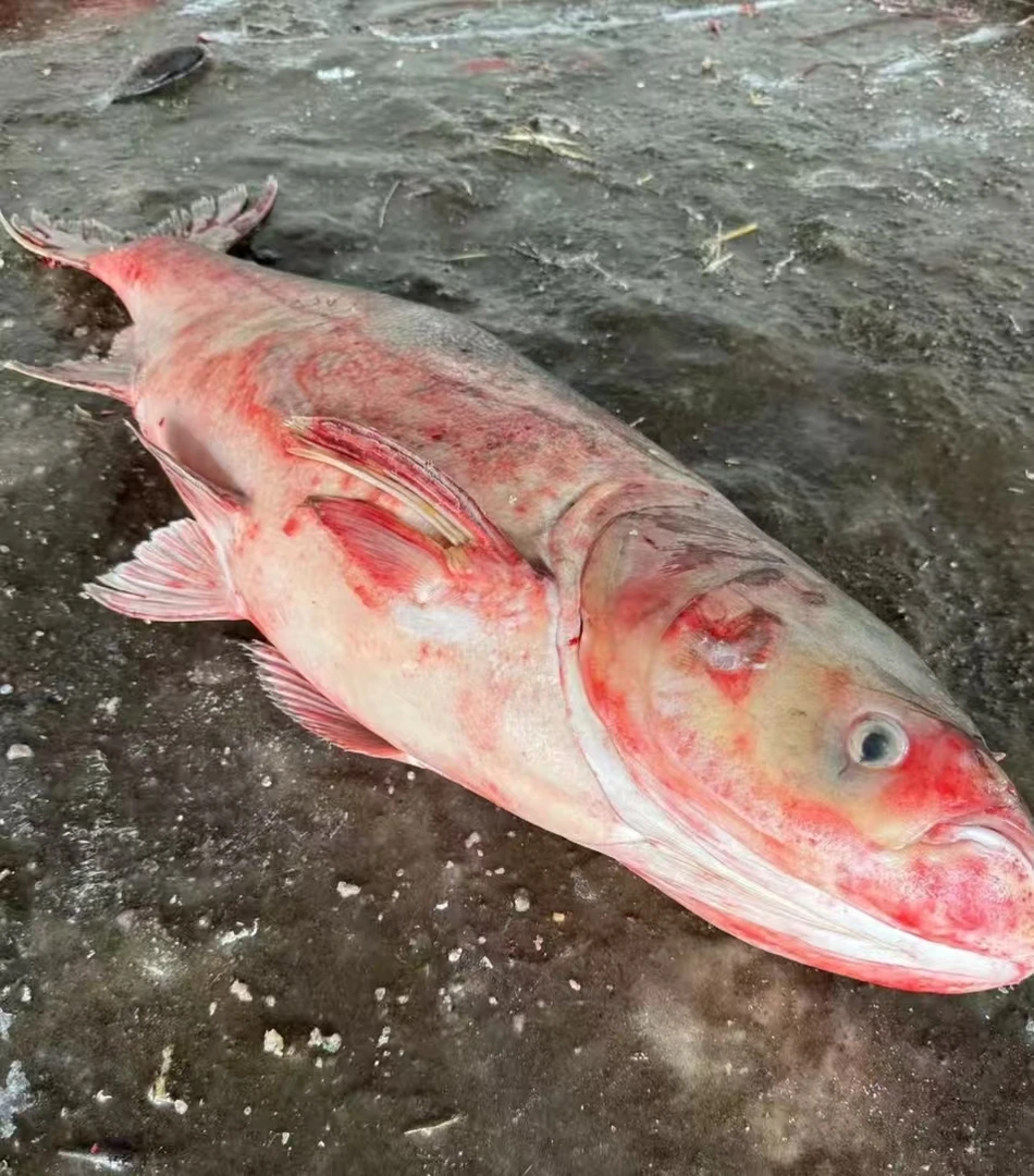 东北淡水野生胖头鱼包邮