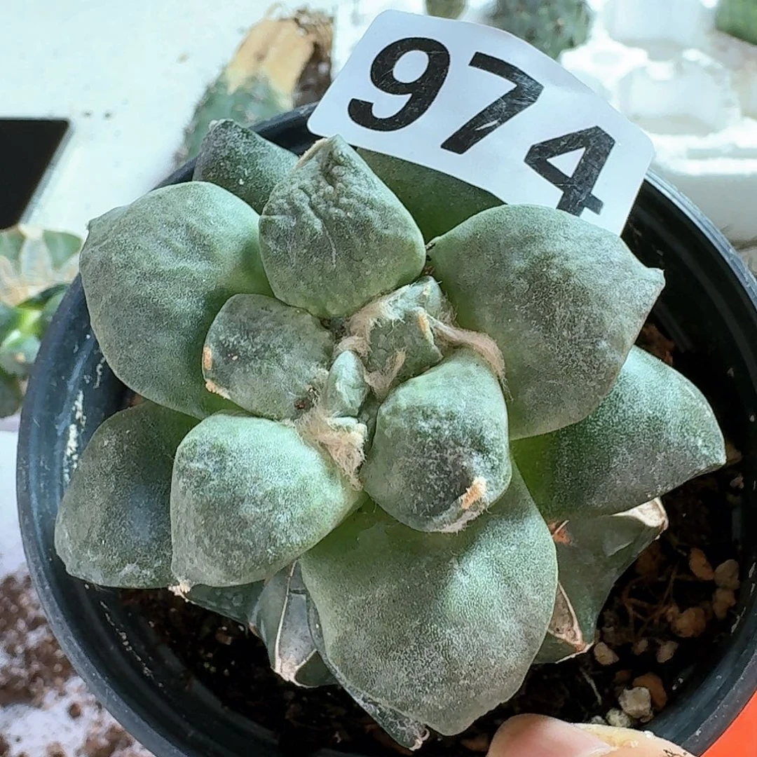 【闪购商品】无花朵x****乐达摩丸尤974