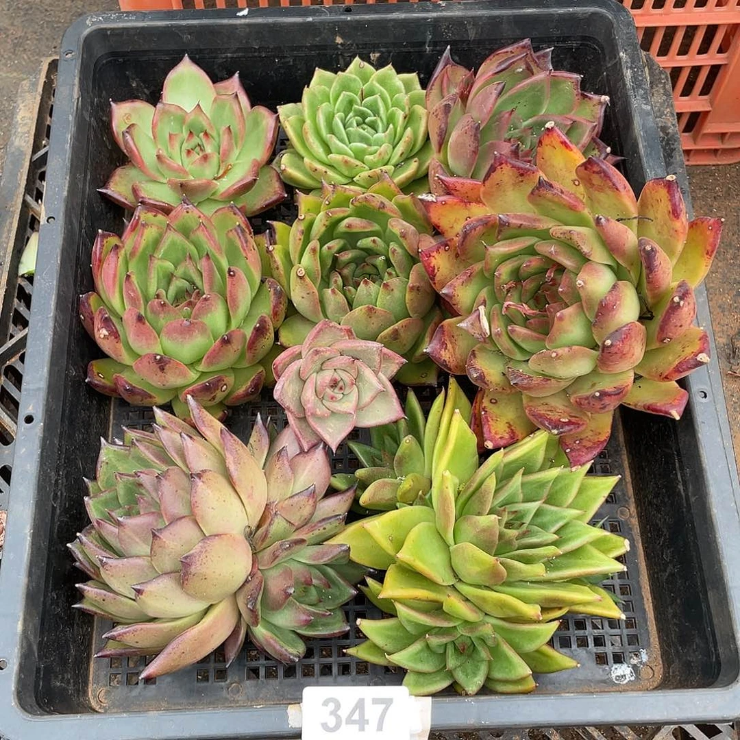 用****8若如东云组拍347