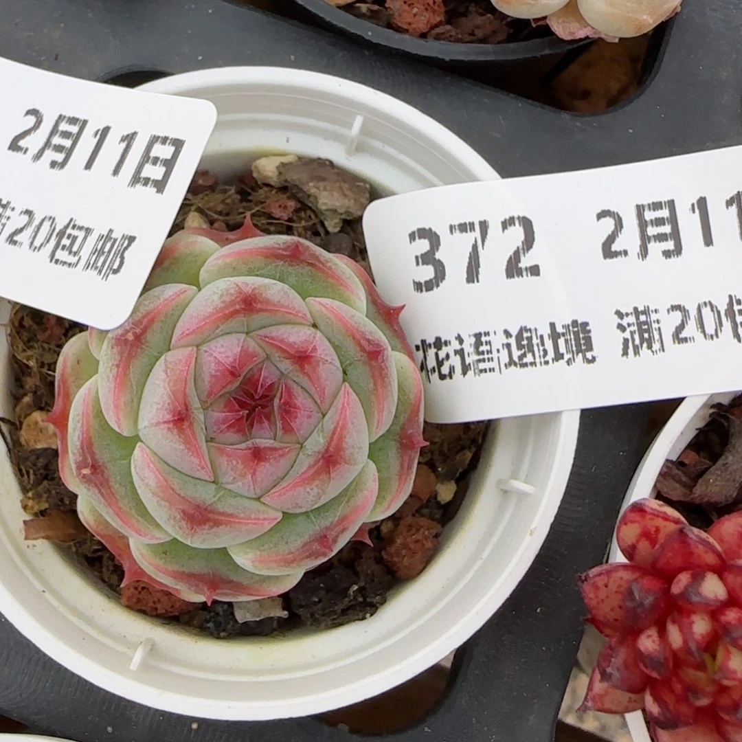 花语逸境0211-372