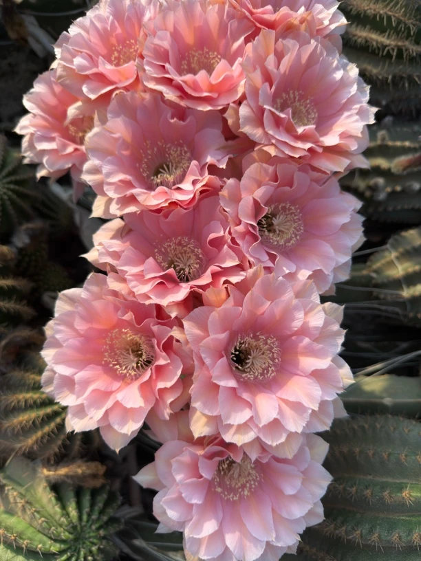 彩草无根侧芽歪CC257号