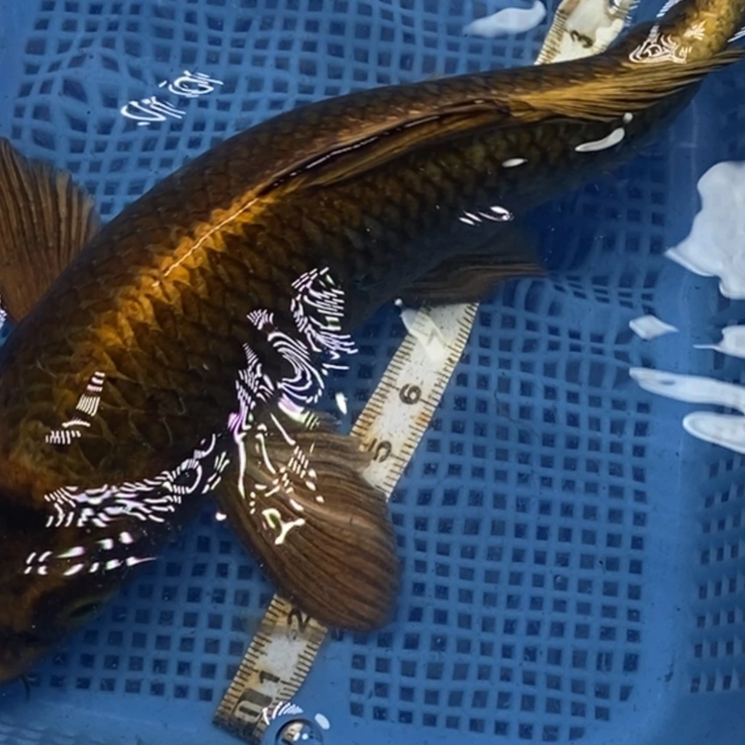 锦鲤冷水锦鲤包邮