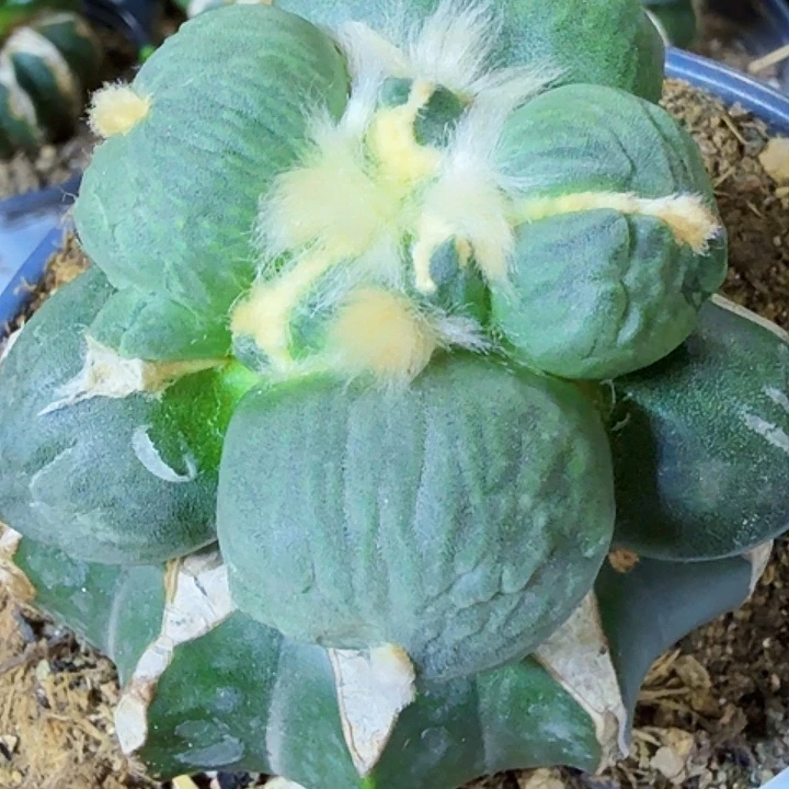 无花朵特价苗接蛋怒519