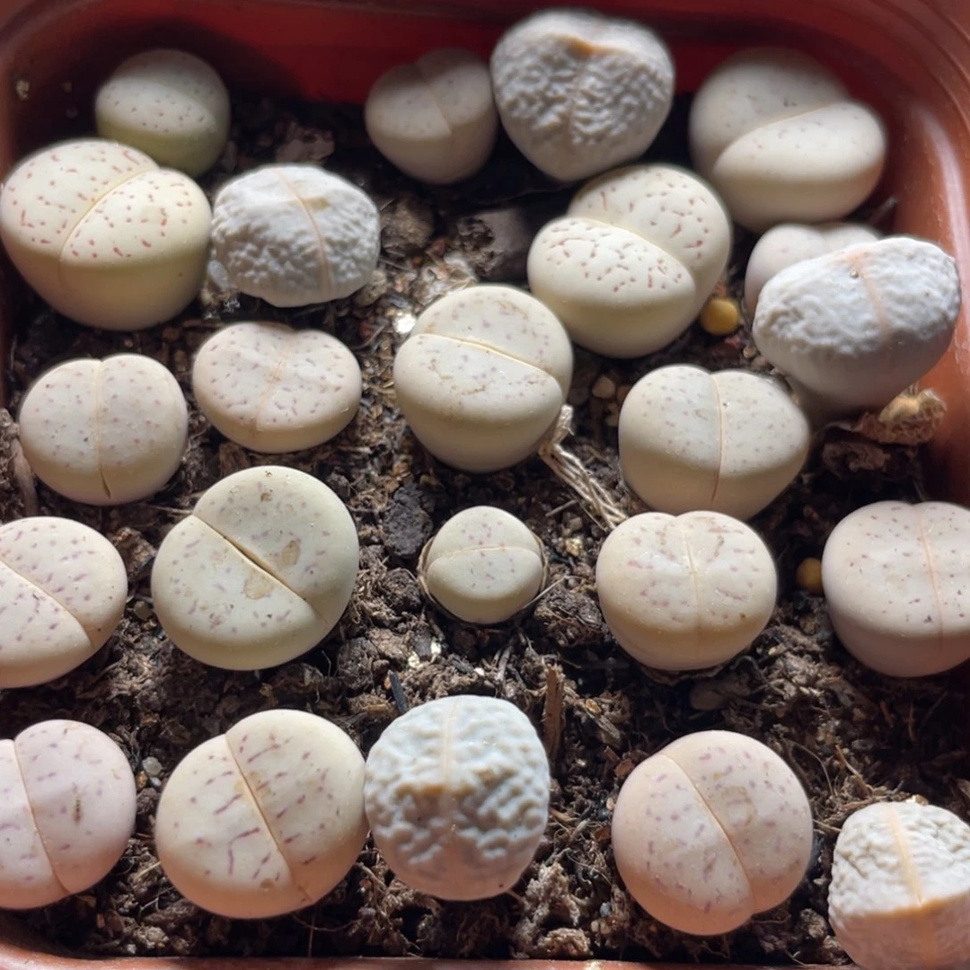 今晚大盆特价更新～10