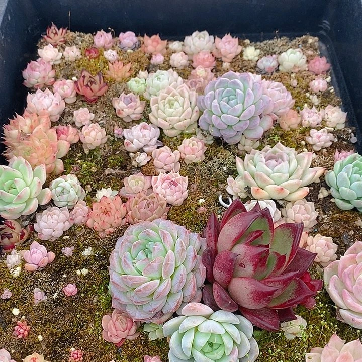 125 多肉植物盆栽花卉植物