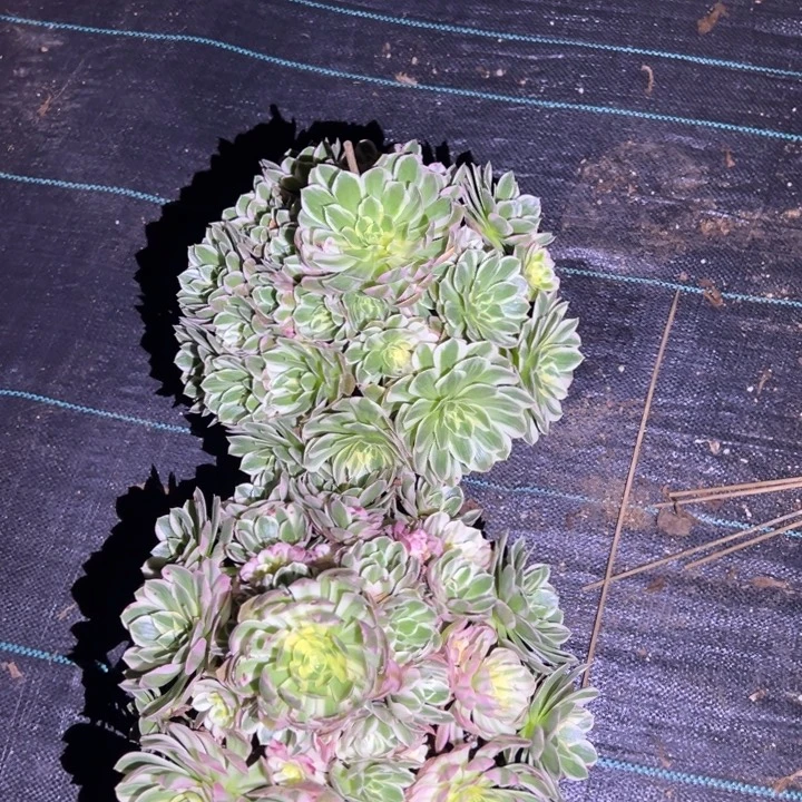 十***爱海鲜多肉植物花花