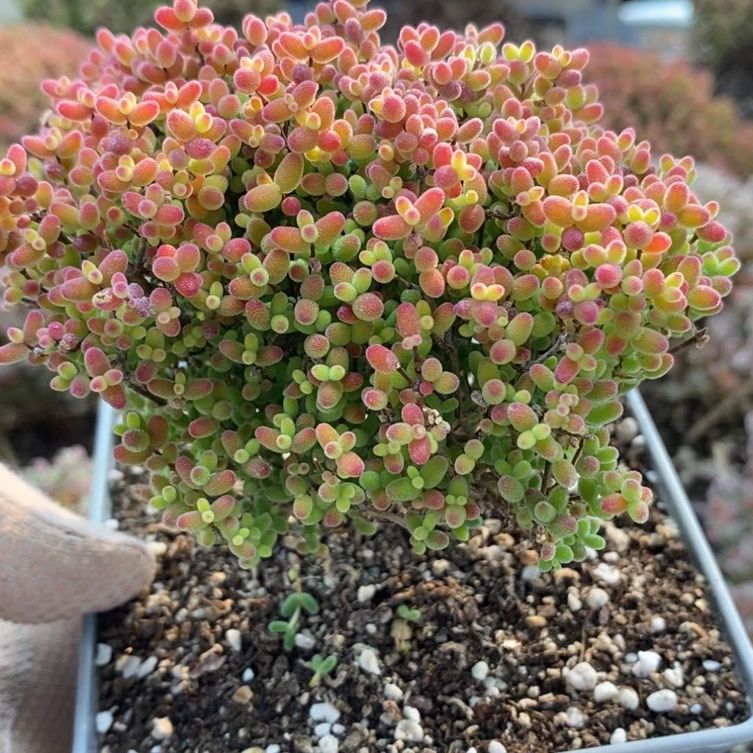 捡漏蜜橘糖球4899