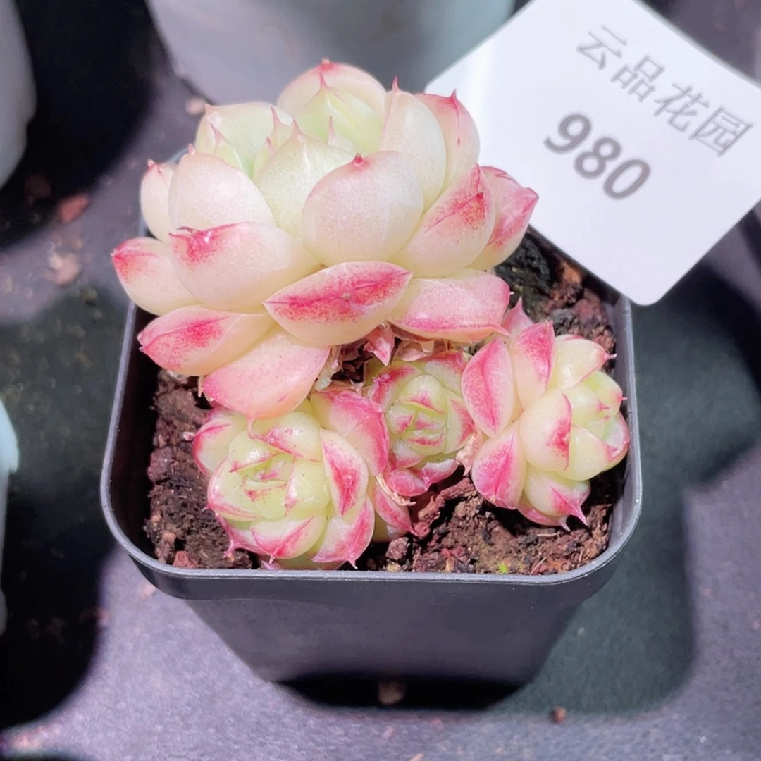 司*980号糖心冰心珍妮 不包整