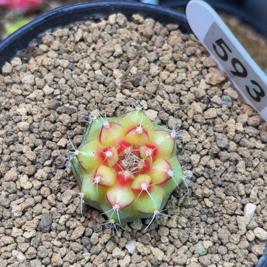 烈焰红唇 米哈仙人球